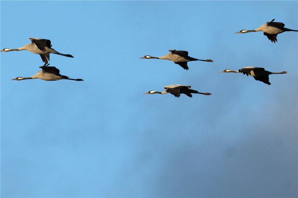 Kraniche sind nun auch in Bayern an der Vogelgrippe verendet. (Archivfoto)Sina Schuldt/dpa