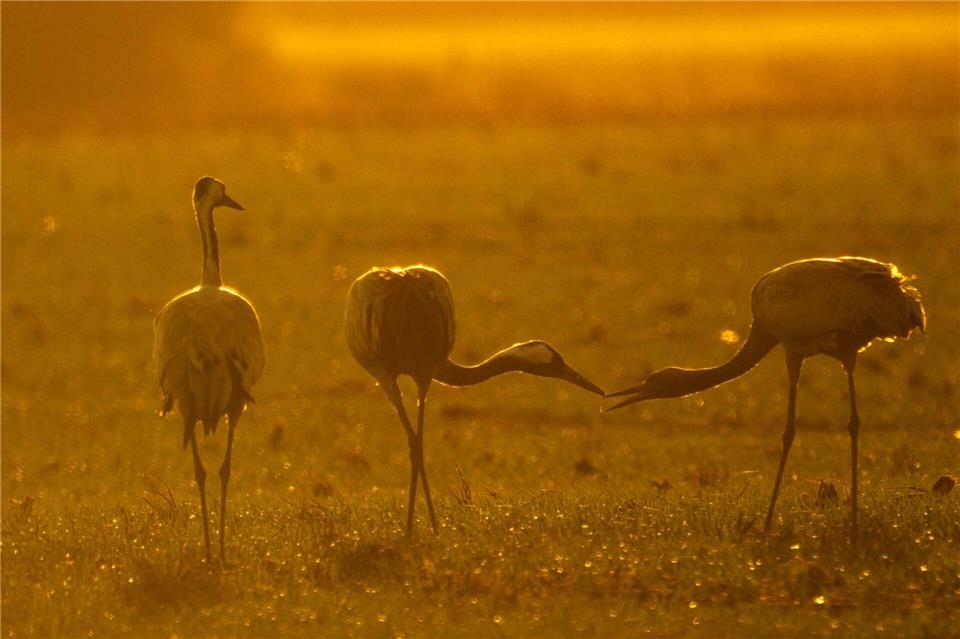 Kraniche stehen bei Vechta auf einem Feld. Sina Schuldt/dpa
