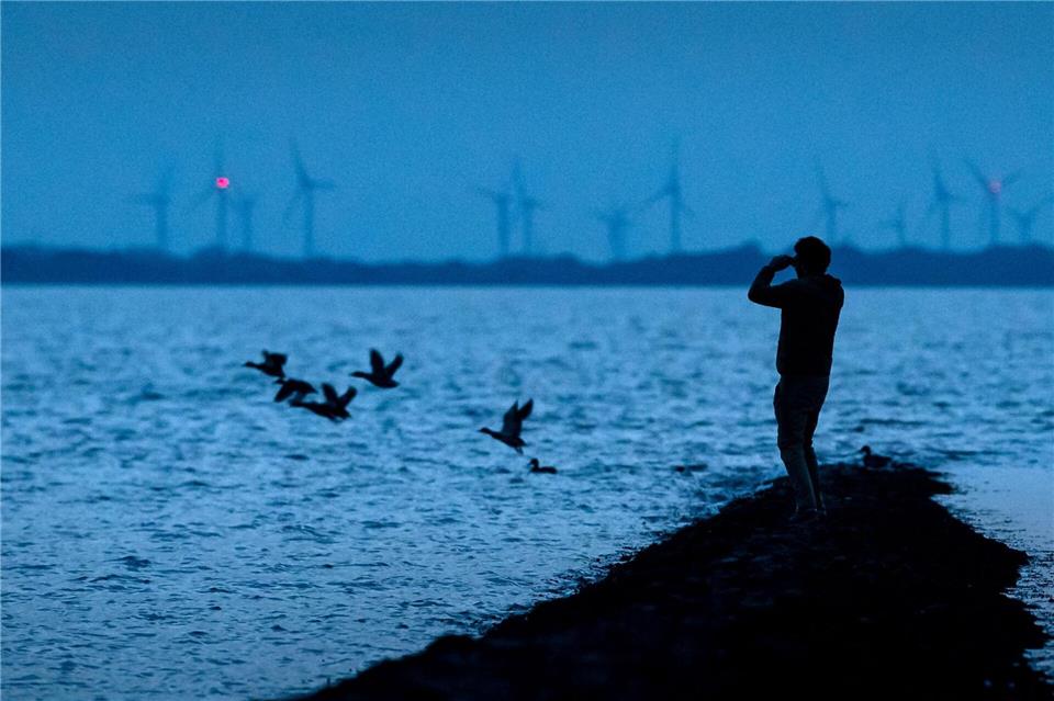 Nationalpark rät wegen Vogelgrippe zu Abstand bei Totfunden  Kranke oder tote Wildvögel sollten von Nationalparkbesuchern wegen einer Infektionsgefahr nicht angefasst werden, rät die Nationalparkverwaltung. (Archivbild) Sina Schuldt/dpa