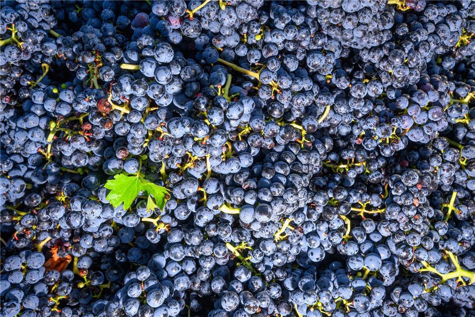 Krisendestillation für Rotwein und Rosé aus Rheinhessen und Baden-Württemberg möglich. (Symbolbild)Patrick Pleul/dpa/ZB
