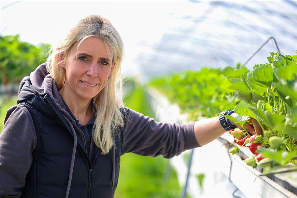 Kristina Mertin vom Hof Mertin in Dortmund kontrolliert die in einem Foliengewächshaus wachsenden Erdbeeren.Christoph Reichwein/dpa