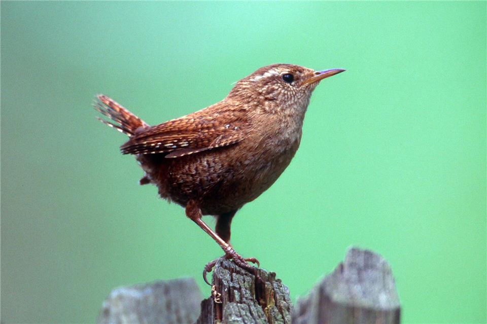 Kritisch wird es vor allem für kleine Tiere schnell. (Archivbild)-/NABU/dpa
