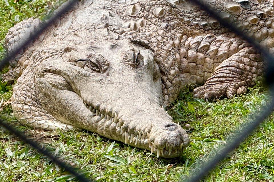 Krokodile: Wohl niemand hat sie so berühmt gemacht wie „Crocodile Hunter“ Steve Irwin. Carola Frentzen/dpa