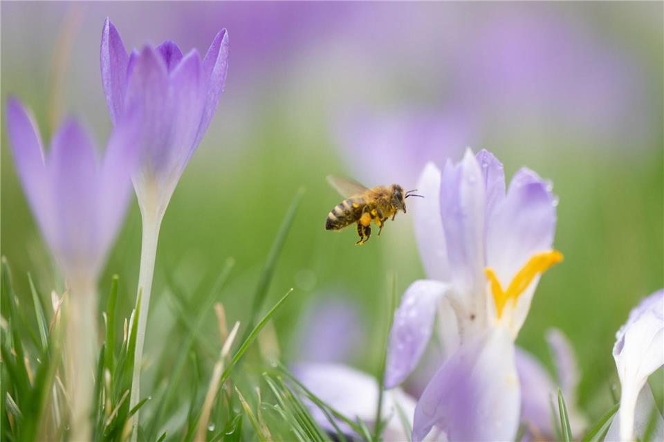 Krokusse, Winterlinge, Schneeglöckchen und Haselnuss bieten Bienen in Sachsen derzeit erste Nahrung. (Archivbild)Sebastian Kahnert/dpa