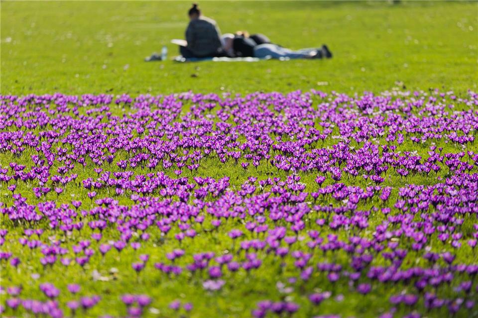 Krokusse am RheinRolf Vennenbernd/dpa