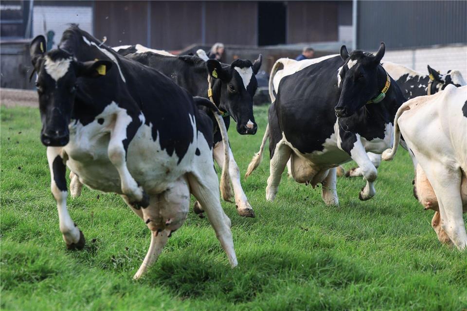 Kühe rennen beim Weideaustrieb auf die Wiesen. (Archivbild)Oliver Berg/dpa