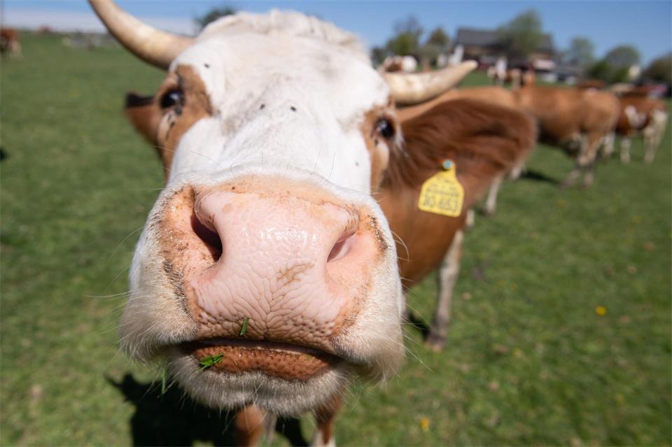 Kühe saarländischer Biohöfe können ausnahmsweise auch konventionelles Futter bekommen. (Symbolbild)Sebastian Kahnert/dpa-Zentralbild/dpa