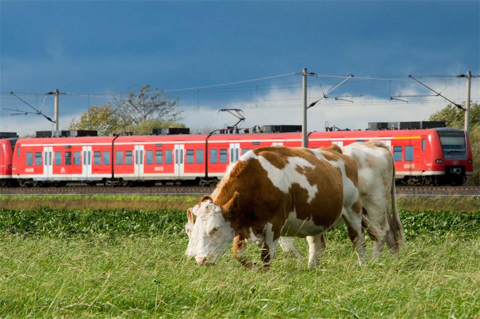 Kühe waren auf Zuggleisen Im Wartburgkreis unterwegs. (Symbolbild)Julian Stratenschulte/dpa