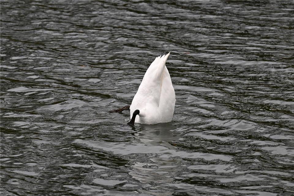NRW-Wetter: Regnerisches Wochenende erwartet Kühl und regnerisch wird es in NRW.Roberto Pfeil/dpa