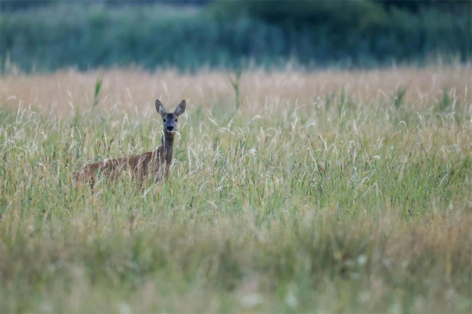 Kühlere Temperaturen und Niederschläge bringen Wildtieren Erleichterung. (Archivbild)Thomas Warnack/dpa