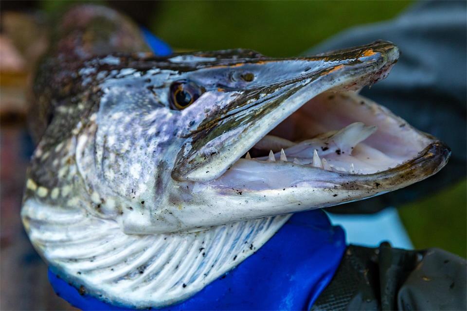 Künftig heißt es: nur noch ein Hecht pro Angler und Anglertag an Mecklenburg-Vorpommerns Küste. (Symbolbild)Frank Hammerschmidt/dpa