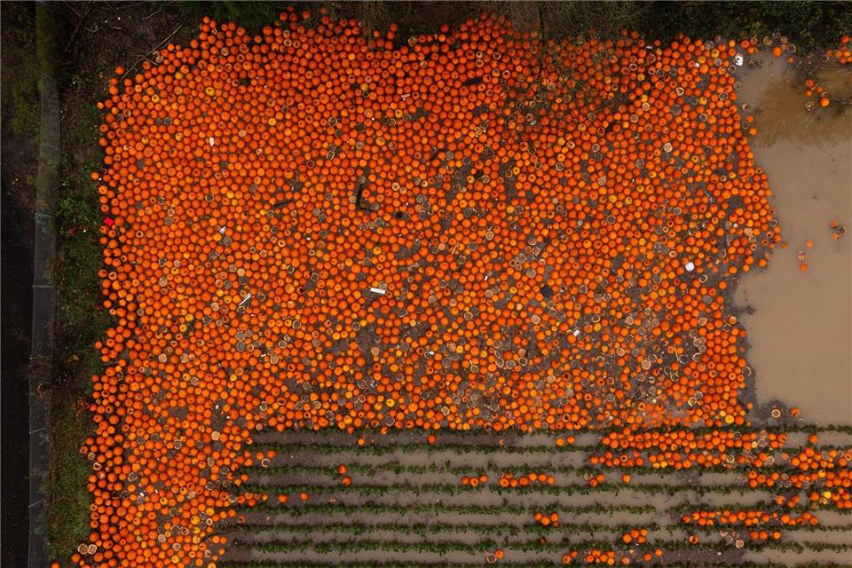 Kürbisse liegen auf einem überschwemmten Feld bei Kent, Washington.Erika Schultz/The Seattle Times/AP/dpa