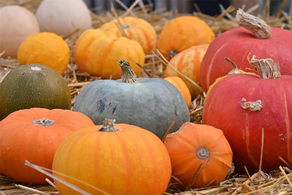 Kürbisse spielen beim Anbau in Thüringen keine besonders große Rolle. Dennoch ist er vor allem rund um Halloween sehr beliebt. (Archivbild)Martin Schutt/dpa