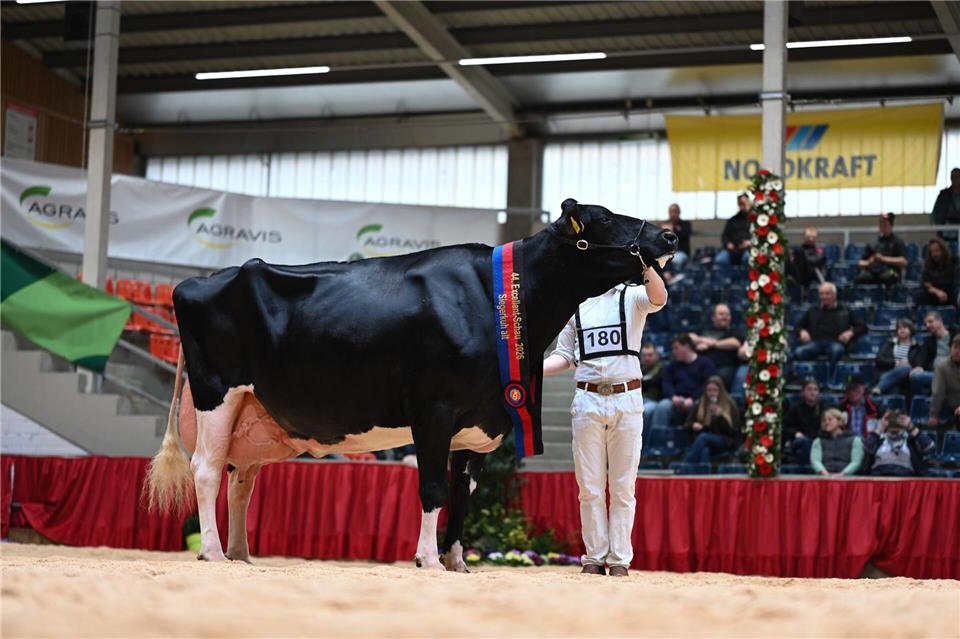 Kuh Alge setzte sich im Wettbewerb gegen mehr als 100 weitere Kühe durch. Lars Penning/dpa