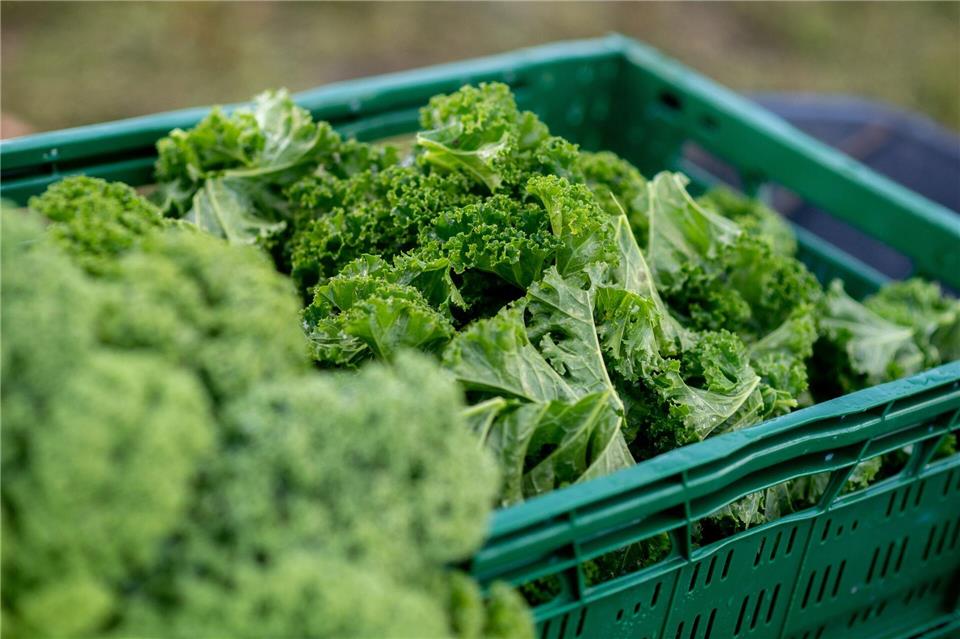 Grünkohl wird teurer - Erste Ernte in Niedersachsen  Kunden müssen sich auf höhere Preise einstellen.Hauke-Christian Dittrich/dpa