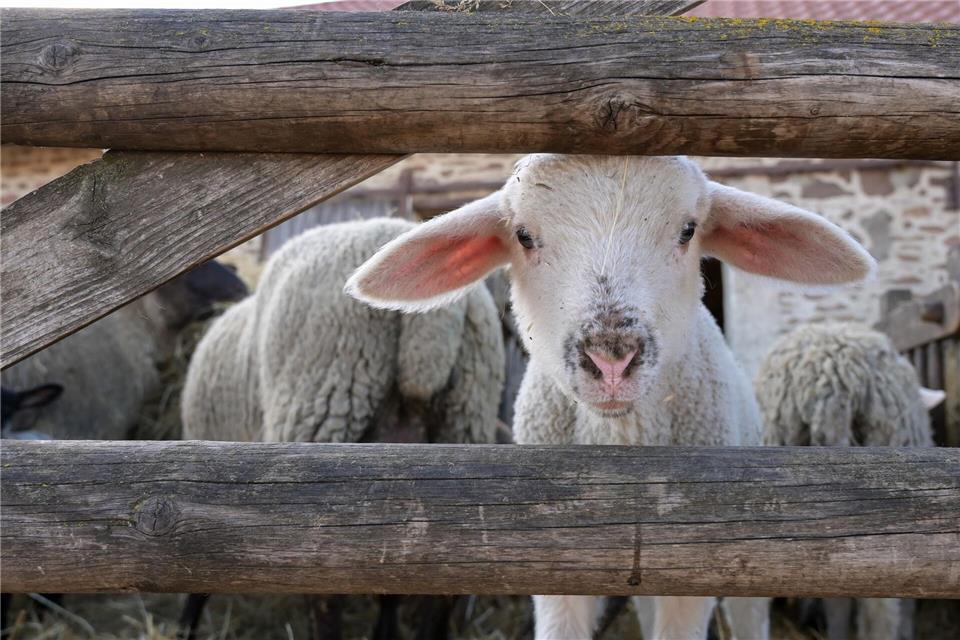 Lämmer werden zu einem immer kostbareren Gut.Heiko Rebsch/dpa