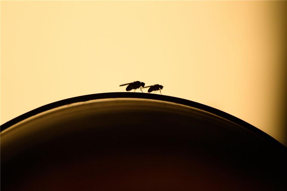 Nervige Küchengäste: So stellen Sie Fruchtfliegen eine Falle  Lästige Fruchtfliegen: Mit ein paar Handgriffen kann man einen Befall vermeiden.picture alliance / dpa-tmn