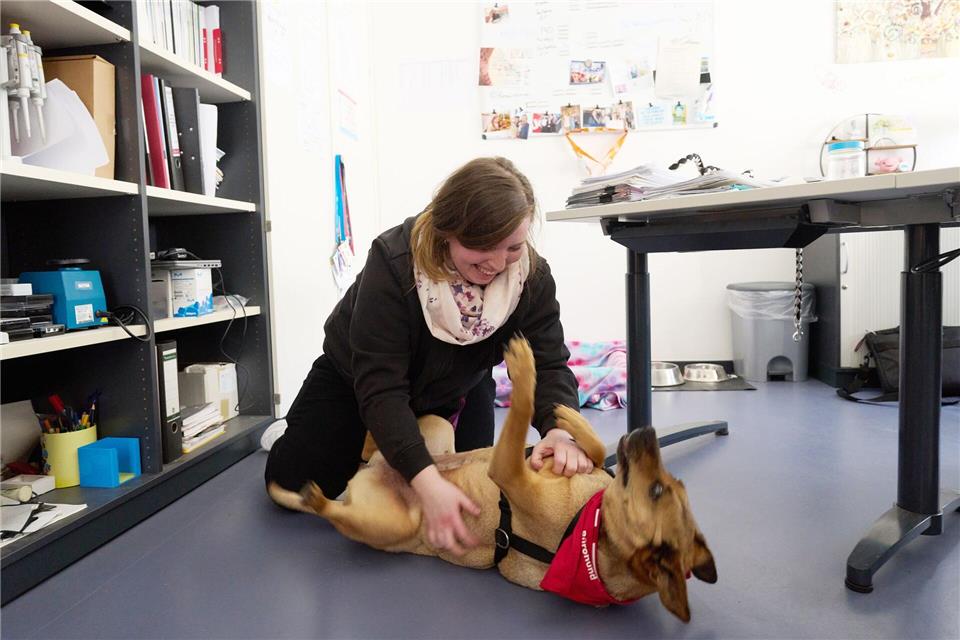 Laika fühlt sich im Büro sichtlich wohl.Thomas Frey/dpa