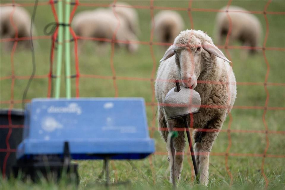 Landesamt und Nabu-AG appellieren an die Weidetierhalter, in den Herdenschutz zu investieren.