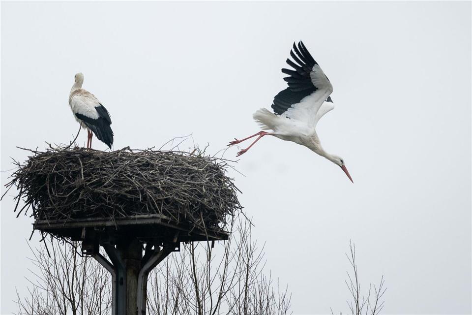 Landesweit sind nach Beobachtung von Ornithologen die ersten Weißstörche aus den Winterquartieren zurück. Fabian Strauch/dpa