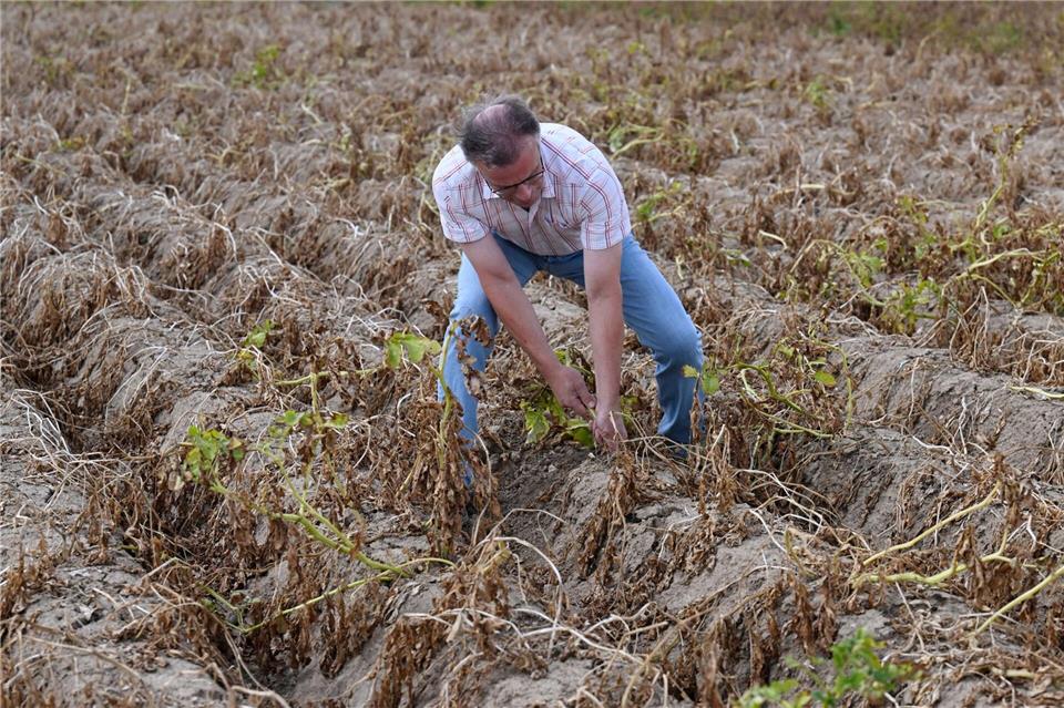 Landwirt Alois Keutmann steht in einem Feld mit Kartoffel, welches nicht beregnet wurde und schaut sich den Wuchs seiner Feldfrüchte an. Roberto Pfeil/dpa