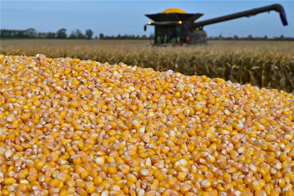 Landwirte in Brandenburg haben mehr Körnermais geerntet und die Anbauflächen sind größer geworden. (Archivbild)Patrick Pleul/dpa
