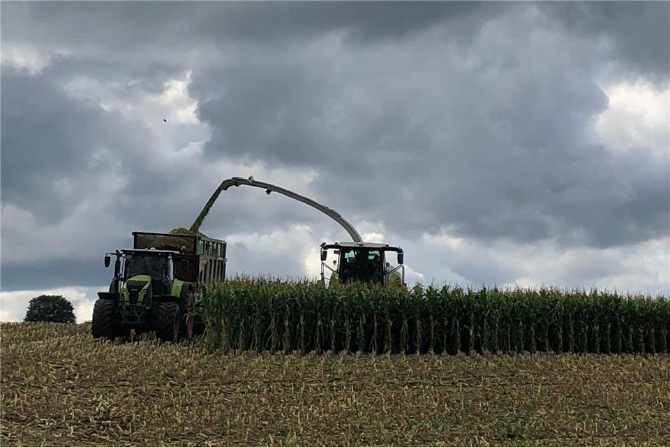 Landwirte nutzen Maishäcksler, um schnell größere Mengen Mais zu ernten. (Symbolbild)Kathrin Zeilmann/dpa