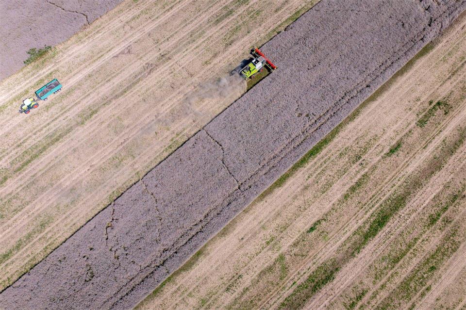 Landwirtschaftsbetriebe mit großen Flächen sind in Ostdeutschland die Regel. (Archivbild)Jens Büttner/dpa