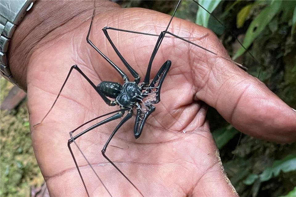 Lange Beine, keine Scheu: Guide Newton George hält eine Falltür-Spinne in der Hand.Manuel Meyer/dpa-tmn