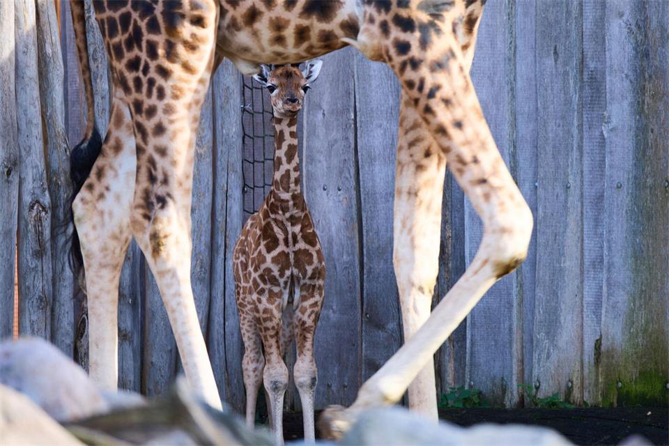 Lange Beine, wacher Blick - die kleine Giraffe bleibt immer bei ihrer Mutter.Jens Büttner/dpa