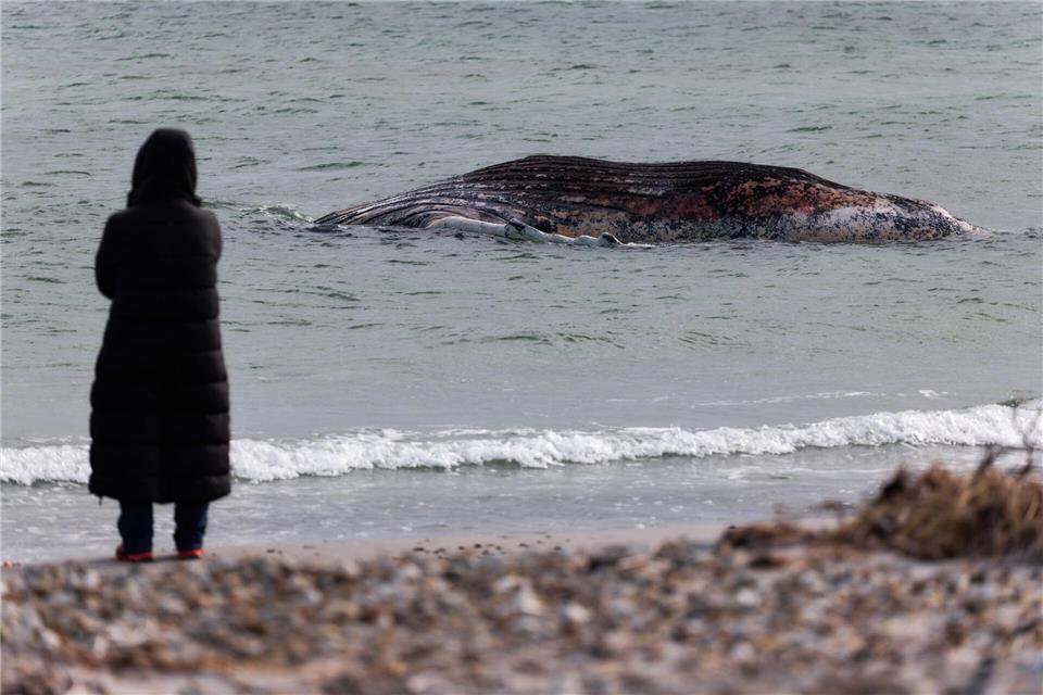 Lange hatte der tote Wal im flachen Wasser vor der Insel gelegen. (Archivbild)Marcus Golejewski/dpa