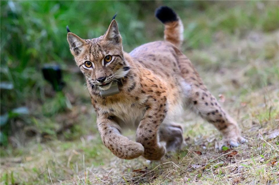 Langfristig soll der Luchs auch in Nordrhein-Westfalen heimisch werden. (Archivbild)Hendrik Schmidt/dpa