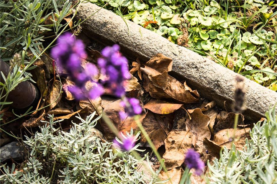 Laub eignet sich hervorragend als organisches Mulchmaterial.Christin Klose/dpa-tmn