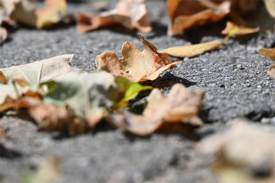 Laubbäume werfen schon im Sommer Blätter ab. Valentin Gensch/dpa