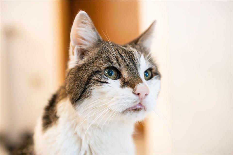 Laut Amtsgericht war der Kater 2021 in Eppingen nach einem rund 20 Minuten dauernden Todeskampf und hochgradigen Schmerzen in dem Fangeisen verendet. (Symbolbild)Silas Stein/dpa