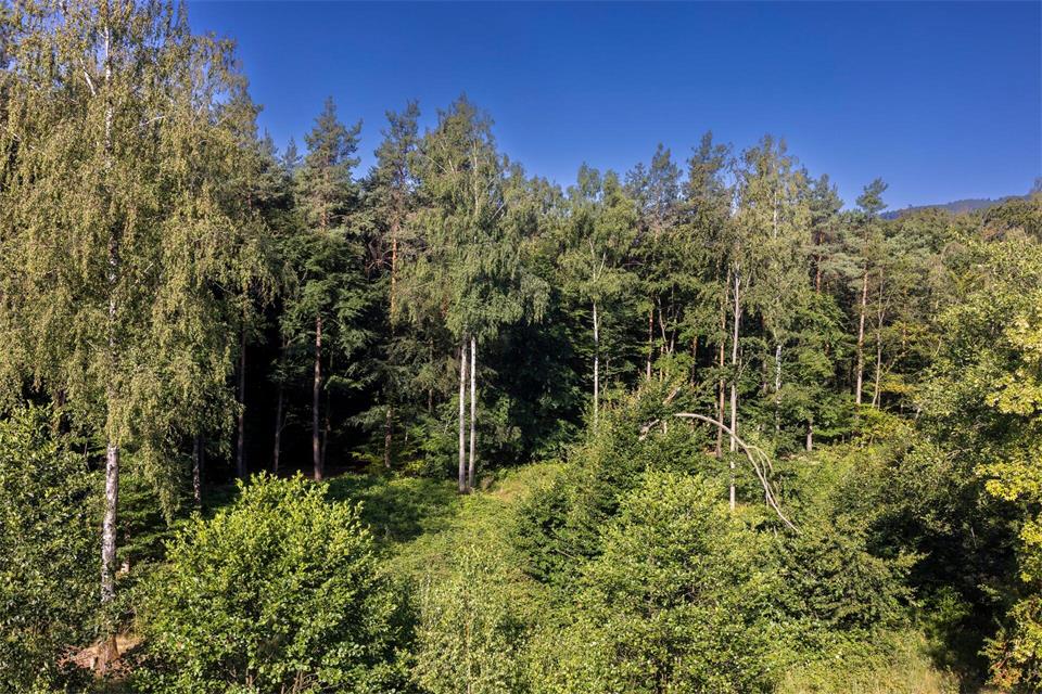 Laut Experten könnte sich das Bild von unseren Wäldern verändern. (Archivbild)Helmut Fricke/dpa