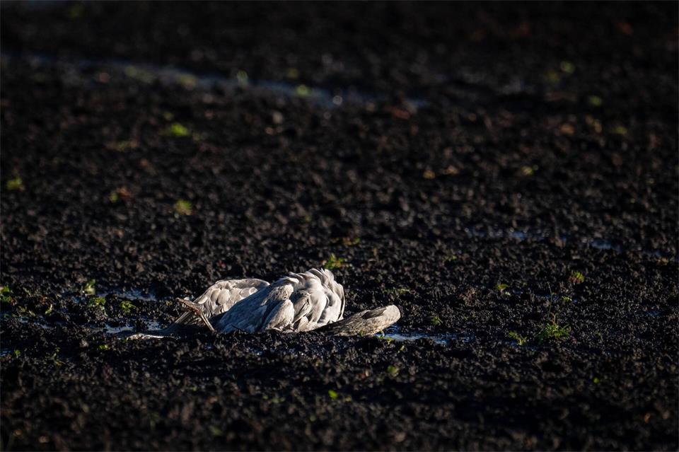 Laut Friedrich-Loeffler-Institut wurden bei Wildvögeln zuvor noch nie so viele Infektionen mit der Vogelgrippe nachgewiesen. (Archivbild)Sina Schuldt/dpa