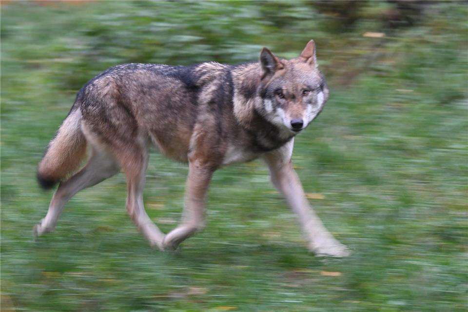 Laut Polizei hat der Wolf eine Frau gebissen und verletzt. (Symbolbild)Carsten Rehder/dpa