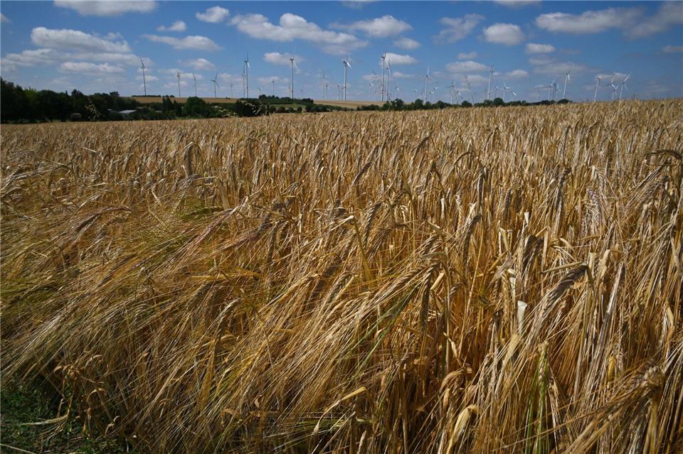 Laut Schätzung wird in Thüringen eine Getreideernte von rund 2,2 Millionen Tonnen erwartet. (Symbolbild)Martin Schutt/dpa