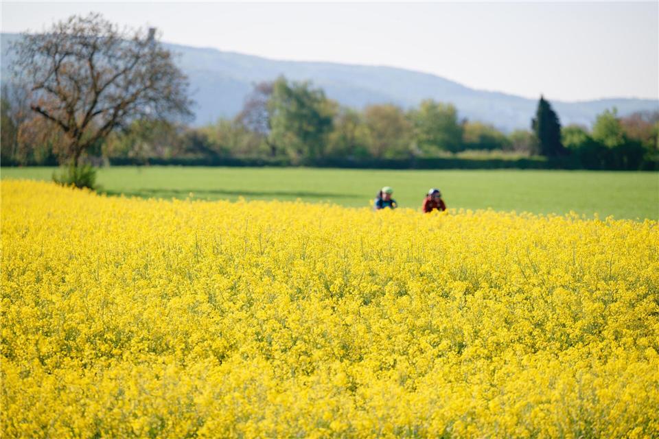 Laut Vorhersagen erreichen die Temperaturen am Samstag bis zu 23 Grad, im Rheintal können es auch jenseits 25 Grad werden. (Archivbild)Uwe Anspach/dpa
