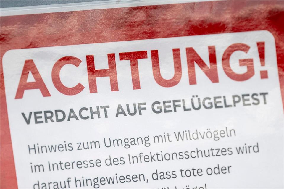 Laut dem Friedrich-Loeffler-Institut steigen die Zahlen infizierter Tiere weiter an (Symbolbild).Fabian Sommer/dpa