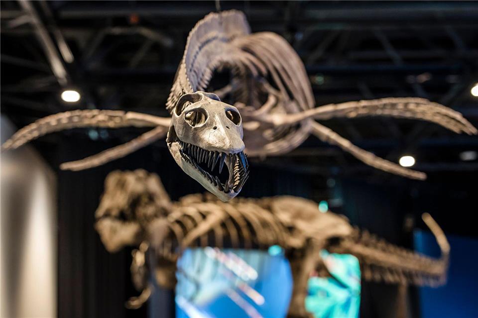 Lebte einst auch in den Meeren Westfalens: Der Plesiosaurus. Lars Berg/dpa