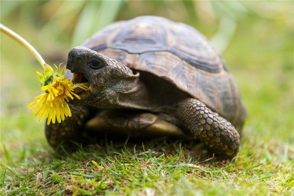 Lecker: Landschildkröten sind Vegetarier und fressen am liebsten Wildpflanzen.Benjamin Nolte/dpa-tmn
