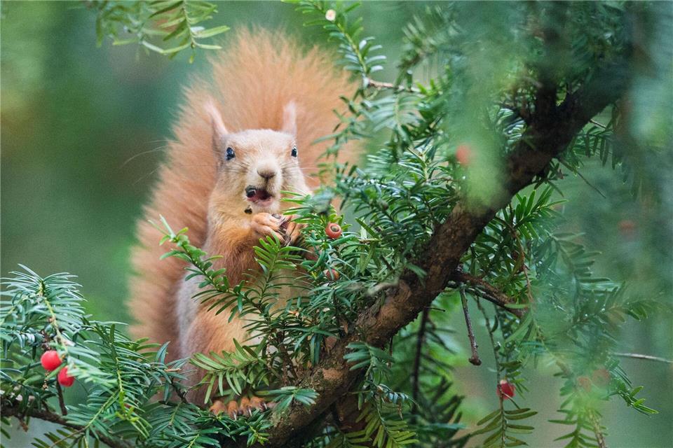 Leckerbissen für Eichhörnchen - doch für Menschen sind Eiben-Samen giftig. (Archivbild)picture alliance / Lino Mirgeler/