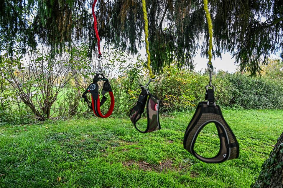 Leere Leinen, keine Kundschaft - die Nachfrage nach Hobby Dogging hält sich bislang in Grenzen.Jason Tschepljakow/dpa