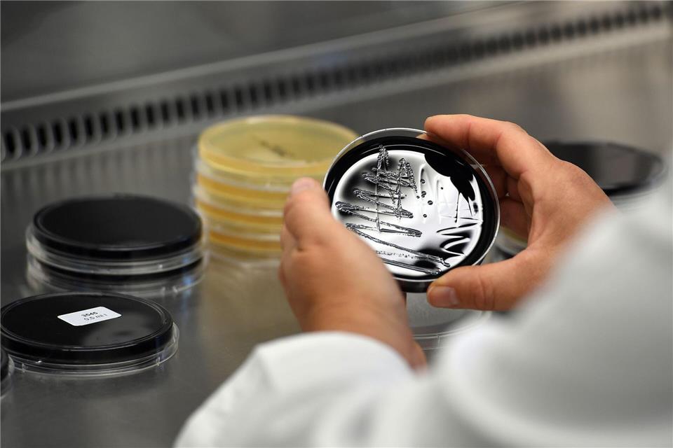 Legionellen kann man mit bloßem Auge nicht sehen und auch nicht riechen.Federico Gambarini/dpa/dpa-tmn