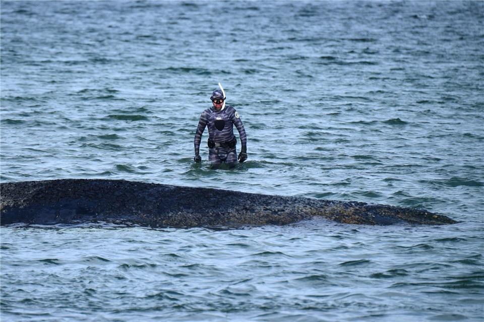 Lehmann sagt, es sei möglich, den Wal ein Stück zu leiten. Daniel Bockwoldt/dpa