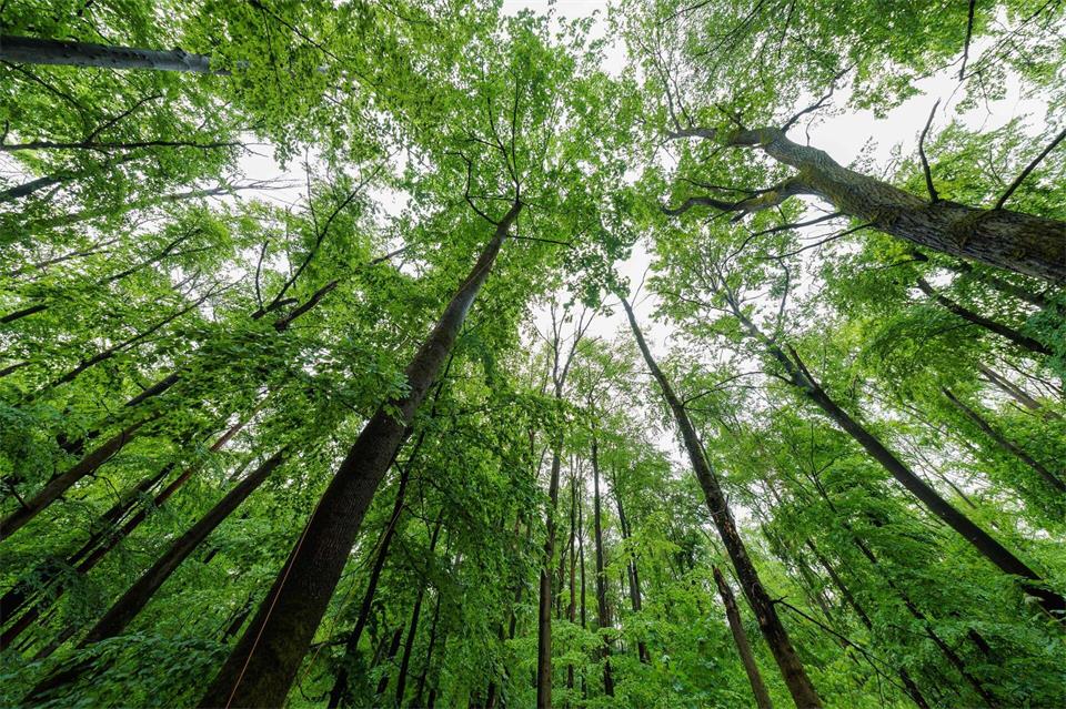 Lennebergwald bei Budenheim: Teil des bundesweit größten Anteils an Waldfläche. (Archivbild)Jörg Halisch/dpa