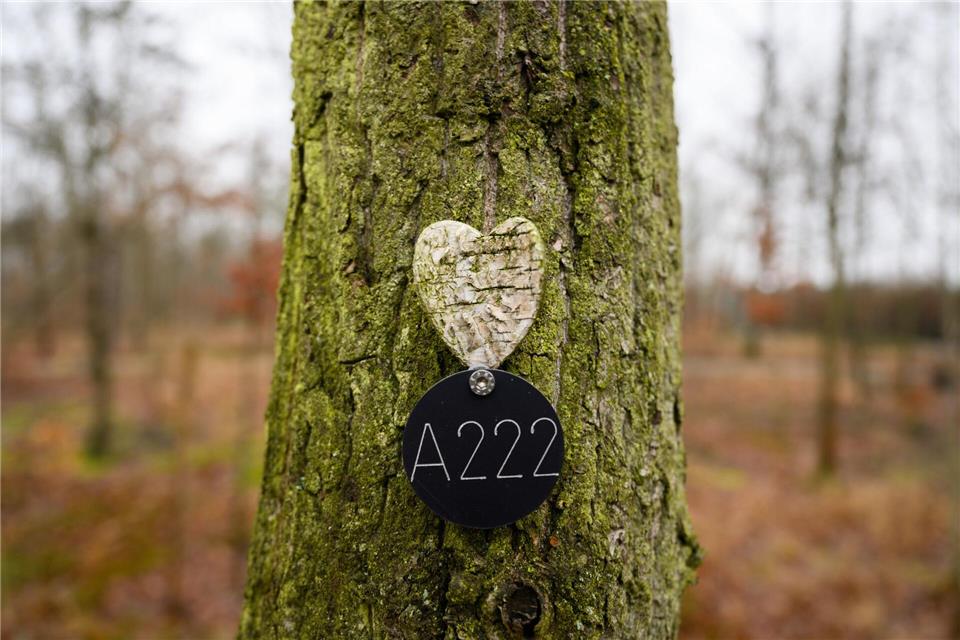 Letzte Ruhestätte unter einem Baum. (Archivbild)Robert Michael/dpa-Zentralbild/dpa