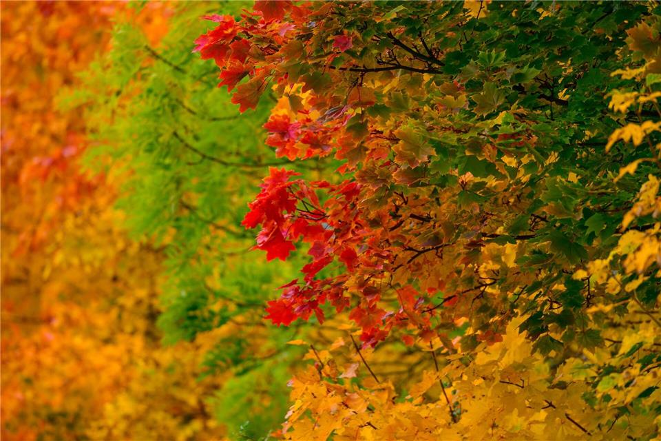 Leuchtende Herbstfarben.Patrick Pleul/dpa